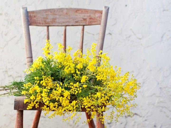 La mimosa…l’albero dal carattere di donna.